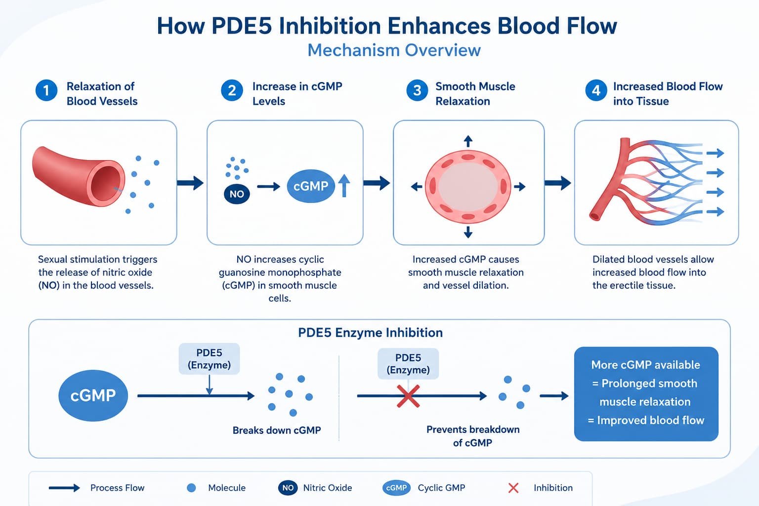 Diagram showing how tadalafil PDE5 inhibitors increase blood flow