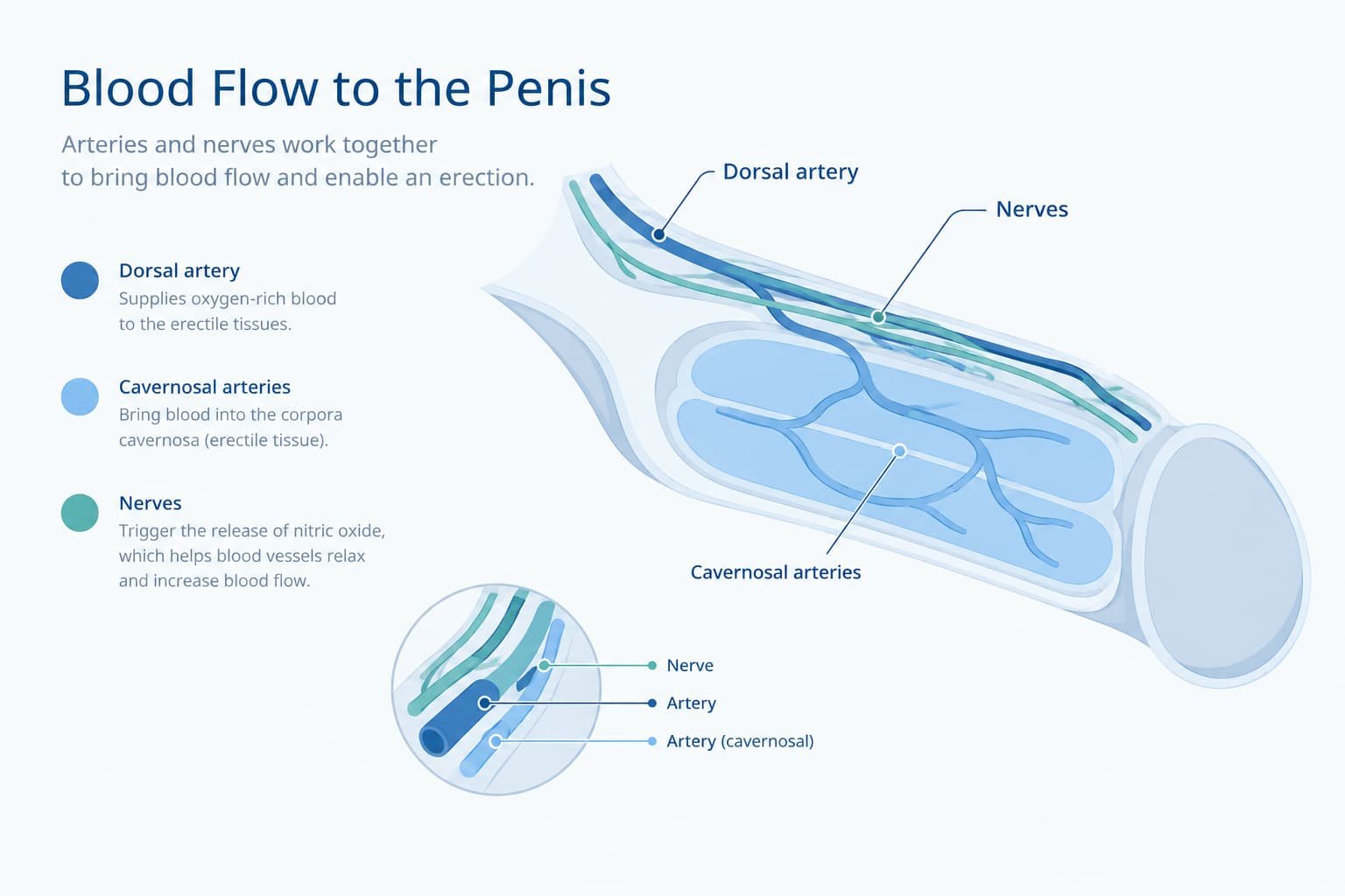 Diagram showing blood flow linked to signs of erectile dysfunction
