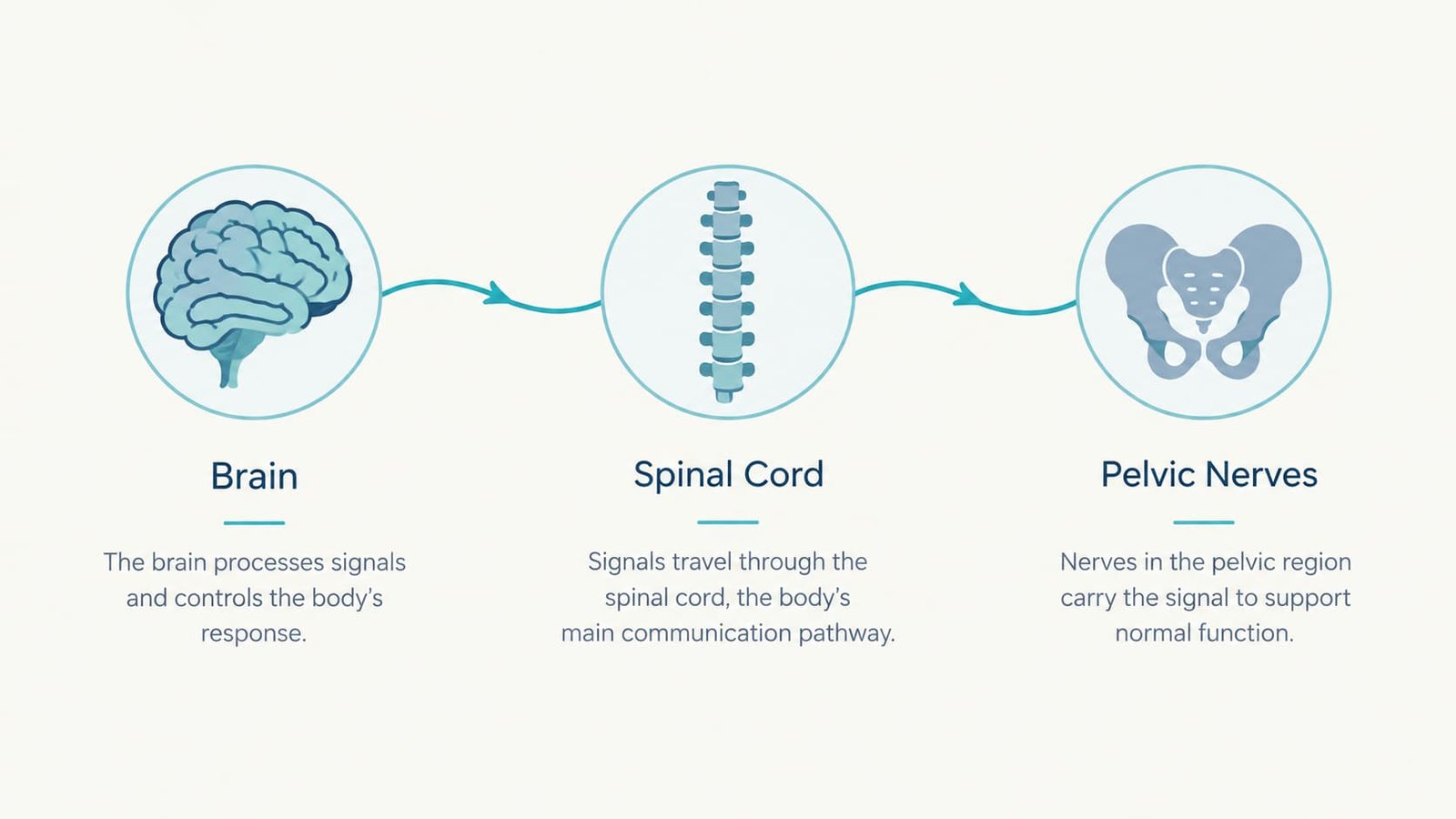 Simple diagram showing the signal route from the brain through the spinal cord to the pelvic nerves during orgasm