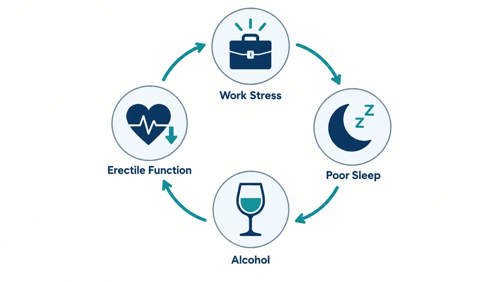 Cycle diagram showing how work stress, poor sleep and alcohol interact to affect erectile function